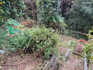 草刈り伐採作業途中