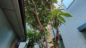 キョウチクトウ伐採前