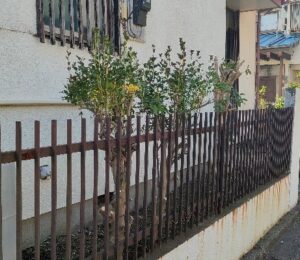 草刈り枝落とし完了後