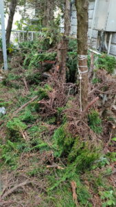 庭木枝落とし後の枝片付け前