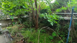 庭木強剪定　草刈り前