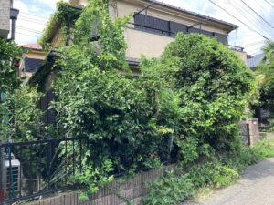 草刈りツタ取り植木強剪定作業前