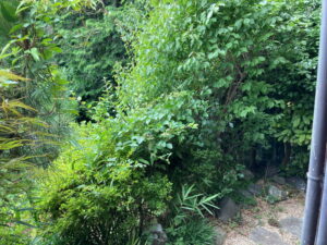 庭木枝落とし前