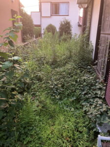 ドクダミ草刈り前