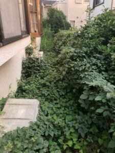 ドクダミ草刈り前2