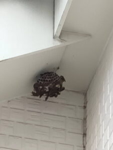 アシナガ蜂巣の撤去前