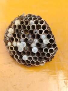 アシナガ蜂巣の撤去後