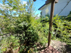 花壇庭木伐採前