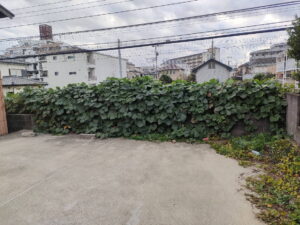 駐車場葛グリーンモンスター草刈り前