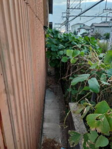 葛グリーンモンスター草刈り前