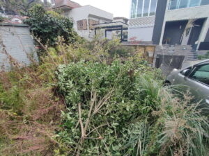 伐採枝搬出片付け前