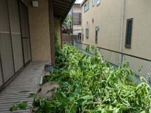 草刈り前事前刈り倒し