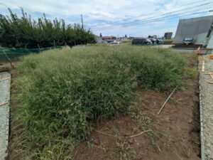 新築予定地草刈り前
