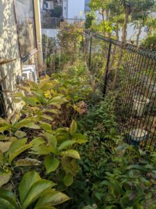 草刈り低木伐採前