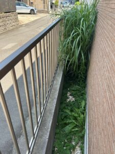 手作業での除草作業前