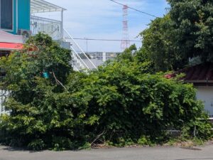 フェンスツタ取り草刈り前