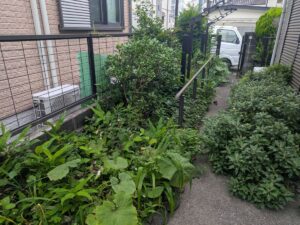 玄関通路草刈り前