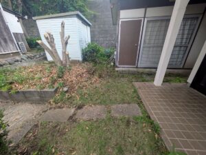 金木犀枝伐採後