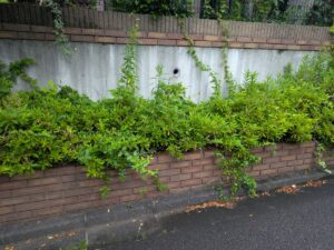 花壇植木伐採前