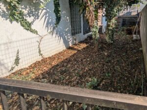 フェンス内草刈後2