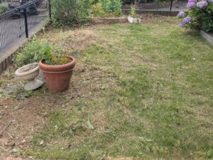 庭木伐採後草刈り後